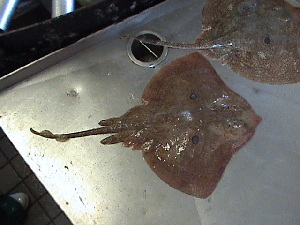  ( - RA001578)  @12 [ ] Unspecified (default): All Rights Reserved  Unspecified Unspecified