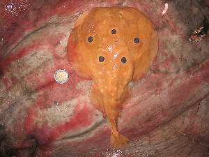  ( - EL0072)  @11 [ ] CreativeCommons - Attribution Non-Commercial Share-Alike (2011) Fausto Tinti,&nbsp;University of Bologna - Italy University of Bologna