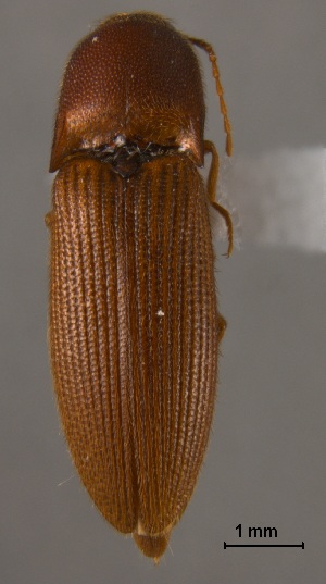  (Megapenthes bicarinatus - ELAT034)  @13 [ ] Unspecified (default): All Rights Reserved  Unspecified Unspecified