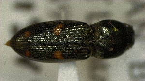  ( - SRG0435)  @11 [ ] Unspecified (default): All Rights Reserved  Unspecified Unspecified