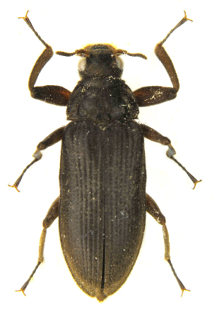 (Pseudodisersus goudotii - IBSAS-FZ0855)  @11 [ ] CreativeCommons  Attribution Non-Commercial Share-Alike (2019) Unspecified Slovak Academy of Sciences, Plant Science and Biodiversity Centre
