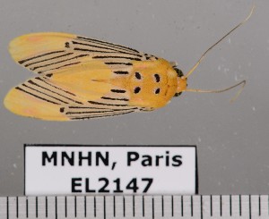  ( - EL2147)  @13 [ ] CreativeCommons - Attribution (2015) MNHN Mus&eacute;um national d'Histoire naturelle