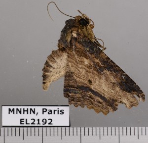  ( - EL2192)  @12 [ ] CreativeCommons - Attribution (2015) MNHN Mus&eacute;um national d'Histoire naturelle