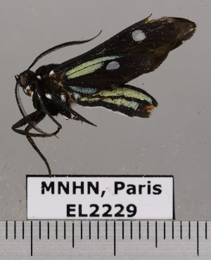  ( - EL2229)  @13 [ ] CreativeCommons - Attribution (2015) MNHN Mus&eacute;um national d'Histoire naturelle