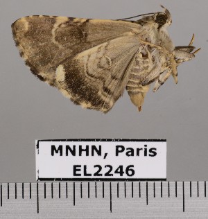  (Coenipeta sp. JB40 - EL2246)  @12 [ ] CreativeCommons - Attribution (2015) MNHN Muséum national d'Histoire naturelle