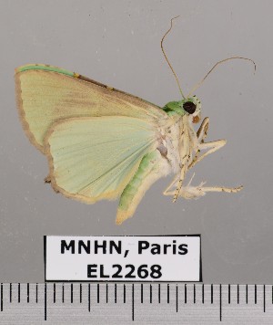  (Eulepidotis ilirias - EL2268)  @14 [ ] CreativeCommons - Attribution (2015) MNHN Muséum national d'Histoire naturelle