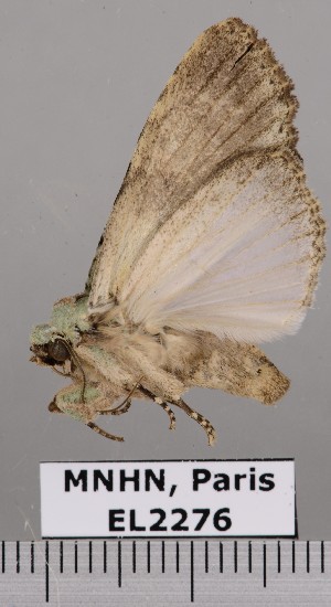  (Stauropides superba - EL2276)  @14 [ ] CreativeCommons - Attribution (2015) MNHN Muséum national d'Histoire naturelle