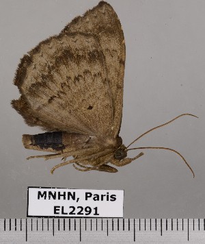  (Hemeroblemma malitiosa - EL2291)  @12 [ ] CreativeCommons - Attribution (2015) MNHN Muséum national d'Histoire naturelle