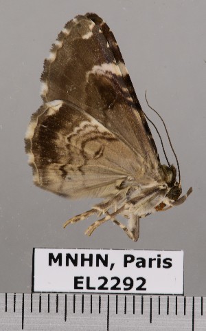  (Coenipeta sp. JB119 - EL2292)  @12 [ ] CreativeCommons - Attribution (2015) MNHN Muséum national d'Histoire naturelle