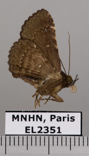 (Pseudyrias sp. JB161 - EL2351)  @14 [ ] CreativeCommons - Attribution (2015) MNHN Muséum national d'Histoire naturelle