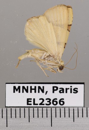  (Eulepidotis perducens - EL2366)  @13 [ ] CreativeCommons - Attribution (2015) MNHN Muséum national d'Histoire naturelle