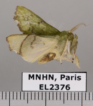  (Desmoloma modesta - EL2376)  @13 [ ] CreativeCommons - Attribution (2015) MNHN Muséum national d'Histoire naturelle