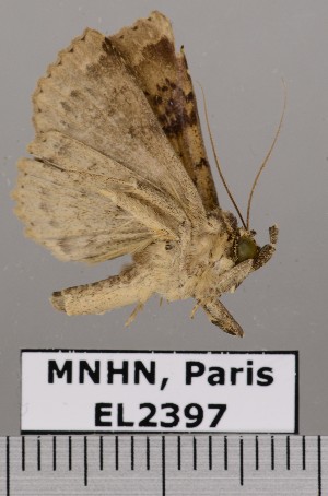  (Bleptina latona - EL2397)  @14 [ ] CreativeCommons - Attribution (2015) MNHN Muséum national d'Histoire naturelle