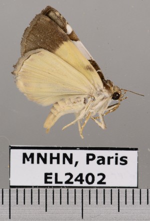  (Eulepidotis serpentifera - EL2402)  @14 [ ] CreativeCommons - Attribution (2015) MNHN Muséum national d'Histoire naturelle