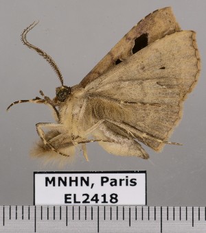  (Triommatodes adversa - EL2418)  @12 [ ] CreativeCommons - Attribution (2015) MNHN Muséum national d'Histoire naturelle