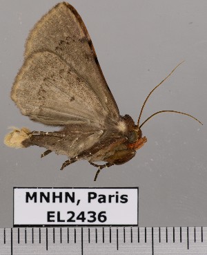  (Obroatis distincta - EL2436)  @14 [ ] CreativeCommons - Attribution (2015) MNHN Muséum national d'Histoire naturelle