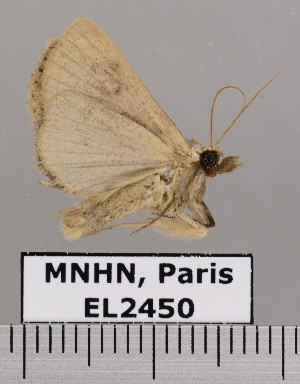  (Herminodes sp. JB1567 - EL2450)  @13 [ ] CreativeCommons - Attribution (2015) MNHN Muséum national d'Histoire naturelle