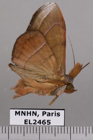  (Argidia hypoxantha - EL2465)  @14 [ ] CreativeCommons - Attribution (2015) MNHN Muséum national d'Histoire naturelle