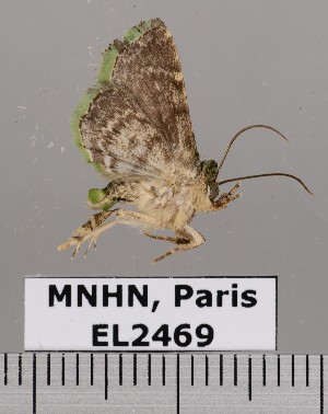  (Parangitia chlorostica - EL2469)  @13 [ ] CreativeCommons - Attribution (2015) MNHN Muséum national d'Histoire naturelle