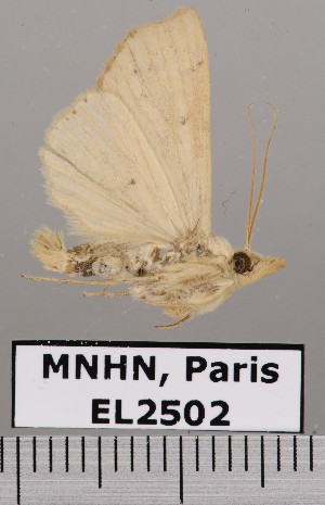  (Hyamia palpitatalis - EL2502)  @12 [ ] CreativeCommons - Attribution (2015) MNHN Muséum national d'Histoire naturelle