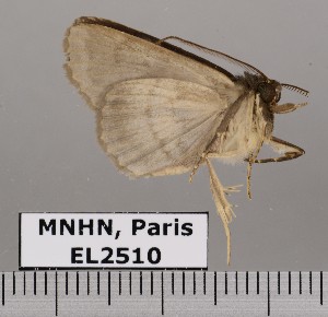  (Triommatodes pylades - EL2510)  @13 [ ] CreativeCommons - Attribution (2015) MNHN Muséum national d'Histoire naturelle