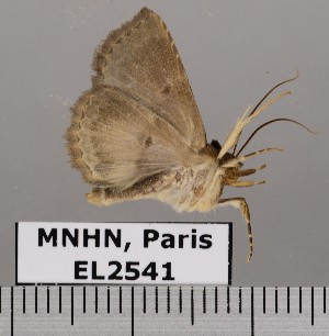  (Antiblemma abstrusa - EL2541)  @13 [ ] CreativeCommons - Attribution (2015) MNHN Mus&eacute;um national d'Histoire naturelle