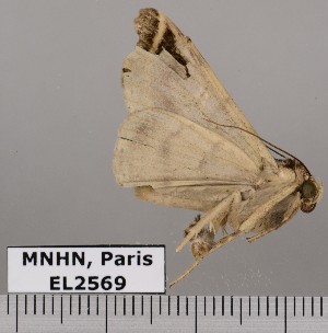 (Metria caminata - EL2569)  @12 [ ] CreativeCommons - Attribution (2015) MNHN Muséum national d'Histoire naturelle