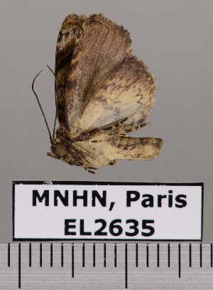 (Parangitia circumcincta - EL2635)  @14 [ ] CreativeCommons - Attribution (2015) MNHN Muséum national d'Histoire naturelle