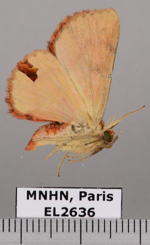  (Antiblemma lothos - EL2636)  @14 [ ] CreativeCommons - Attribution (2015) MNHN Muséum national d'Histoire naturelle