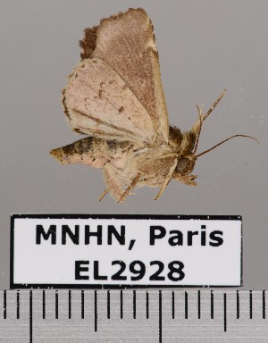  (Phuphena cilix - EL2928)  @12 [ ] CreativeCommons - Attribution (2015) MNHN Muséum national d'Histoire naturelle