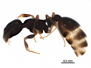  (Temnothorax longispinosus - BIOUG32559-F10)  @15 [ ] CreativeCommons - Attribution (2017) CBG Photography Group Centre for Biodiversity Genomics