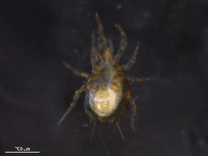  ( - BIOUG32565-A10)  @11 [ ] CreativeCommons - Attribution (2019) CBG Photography Group Centre for Biodiversity Genomics