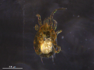  ( - BIOUG32565-H09)  @11 [ ] CreativeCommons - Attribution (2019) CBG Photography Group Centre for Biodiversity Genomics