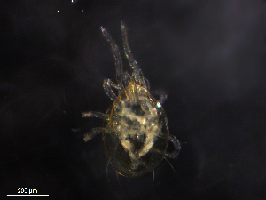  ( - BIOUG32576-H11)  @11 [ ] CreativeCommons - Attribution (2019) CBG Photography Group Centre for Biodiversity Genomics