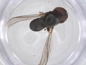  ( - BIOUG32599-F03)  @11 [ ] CreativeCommons - Attribution Share - Alike (2025) Centre for Biodiversity Genomics Centre for Biodiversity Genomics