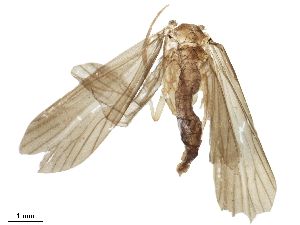  ( - BIOUG34968-B04)  @11 [ ] CreativeCommons - Attribution (2018) CBG Photography Group Centre for Biodiversity Genomics