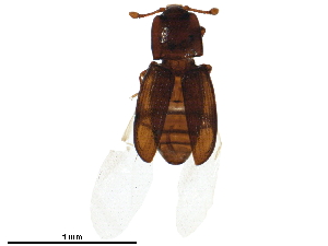  (Cerylon - BIOUG34968-H10)  @14 [ ] CreativeCommons - Attribution (2018) CBG Photography Group Centre for Biodiversity Genomics