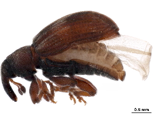  (Ellescus bipunctatus - BIOUG35422-G10)  @14 [ ] CreativeCommons - Attribution (2018) CBG Photography Group Centre for Biodiversity Genomics