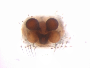  ( - BIOUG34975-F04)  @11 [ ] CreativeCommons - Attribution (2017) G. Blagoev Centre for Biodiversity Genomics