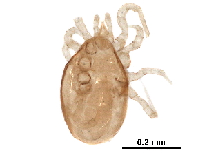  ( - BIOUG34956-F07)  @11 [ ] CreativeCommons - Attribution (2018) CBG Photography Group Centre for Biodiversity Genomics