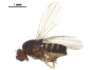  ( - BIOUG35430-H10)  @11 [ ] CreativeCommons - Attribution (2018) CBG Photography Group Centre for Biodiversity Genomics