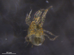  ( - BIOUG35441-C04)  @11 [ ] CreativeCommons - Attribution (2019) CBG Photography Group Centre for Biodiversity Genomics