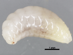  ( - BIOUG35448-F03)  @12 [ ] CreativeCommons - Attribution (2017) CBG Photography Group Centre for Biodiversity Genomics