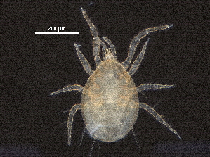  ( - BIOUG35461-A01)  @11 [ ] CreativeCommons - Attribution (2018) CBG Photography Group Centre for Biodiversity Genomics