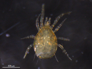  ( - BIOUG35461-A01)  @11 [ ] CreativeCommons - Attribution (2019) CBG Photography Group Centre for Biodiversity Genomics