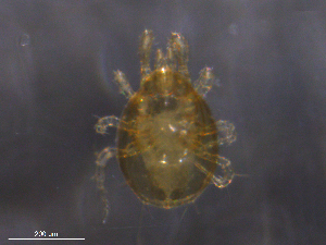  ( - BIOUG35466-E02)  @11 [ ] CreativeCommons - Attribution (2019) CBG Photography Group Centre for Biodiversity Genomics