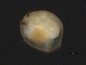  ( - 09PROBE-02956)  @12 [ ] CreativeCommons - Attribution (2009) CBG Photography Group Centre for Biodiversity Genomics