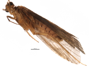  ( - 07ELEPT-309)  @13 [ ] CreativeCommons - Attribution (2008) CBG Photography Group Centre for Biodiversity Genomics