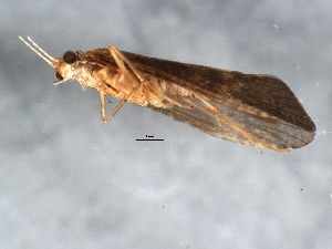  ( - 07ELEPT-203)  @13 [ ] CreativeCommons - Attribution (2008) CBG Photography Group Centre for Biodiversity Genomics