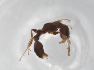  (Pseudomyrmex AAU3279 - BIOUG96537-H08)  @11 [ ] CreativeCommons - Attribution (2022) Centre for Biodiversity Genomics Centre for Biodiversity Genomics